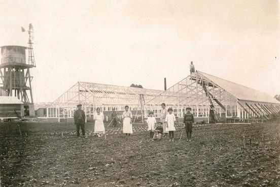The Nomura Nursery in San Leandro in the 1920s