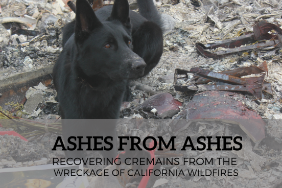 Ashes from Ashes short film
