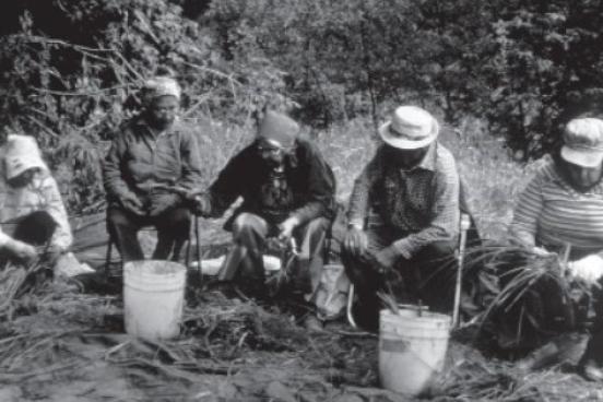 Basketweavers transplanting sedge along Dry Creek alt=""