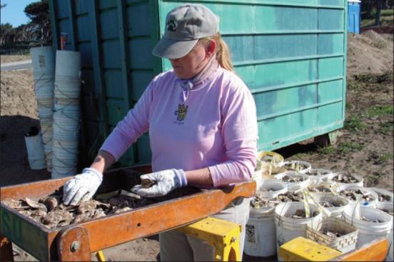 Lab Manager Erica Gibson sorting oyster shells at the Stands Site Oyster Sorting