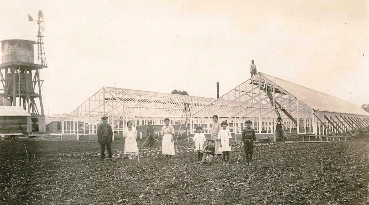 The Nomura Nursery in San Leandro in the 1920s