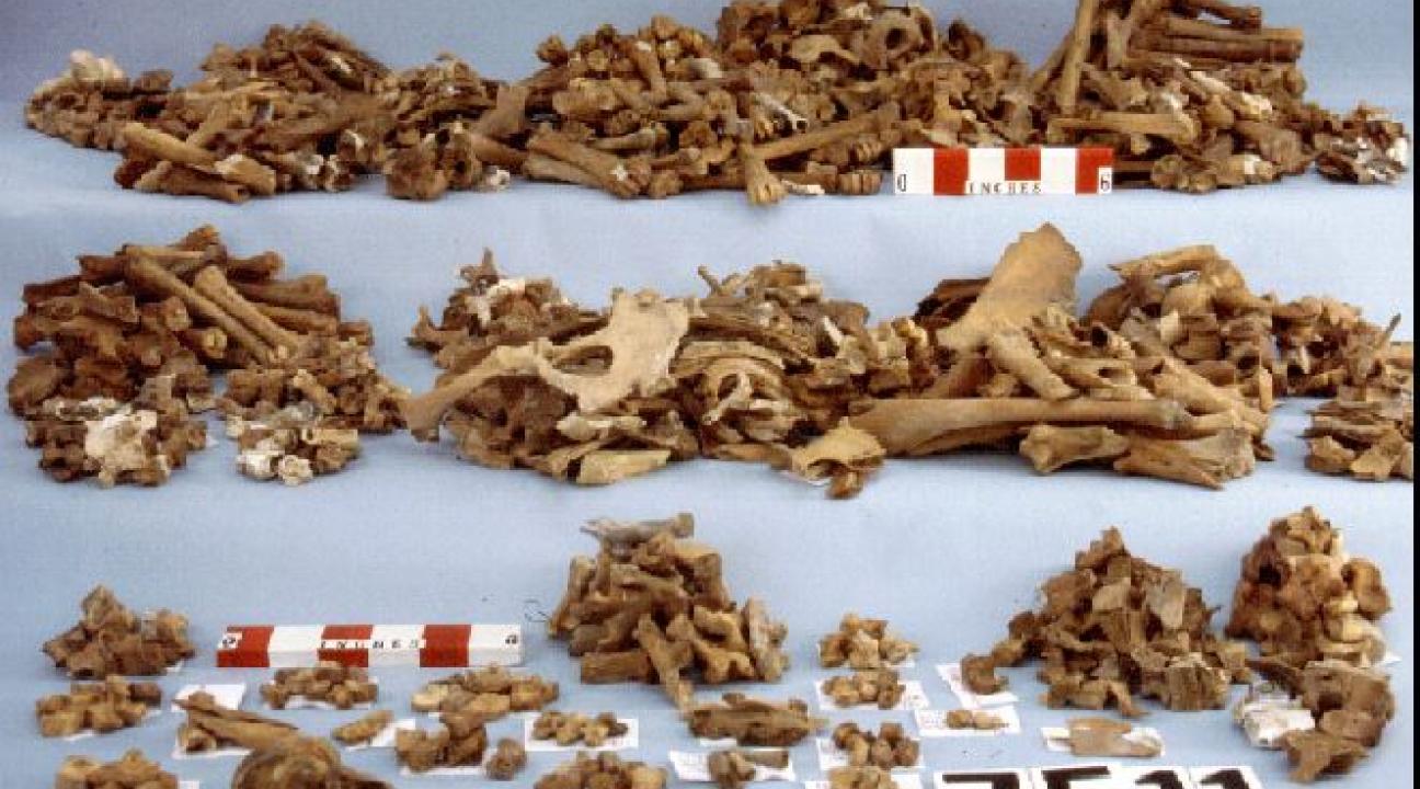Meat Bones from Railroad Workers