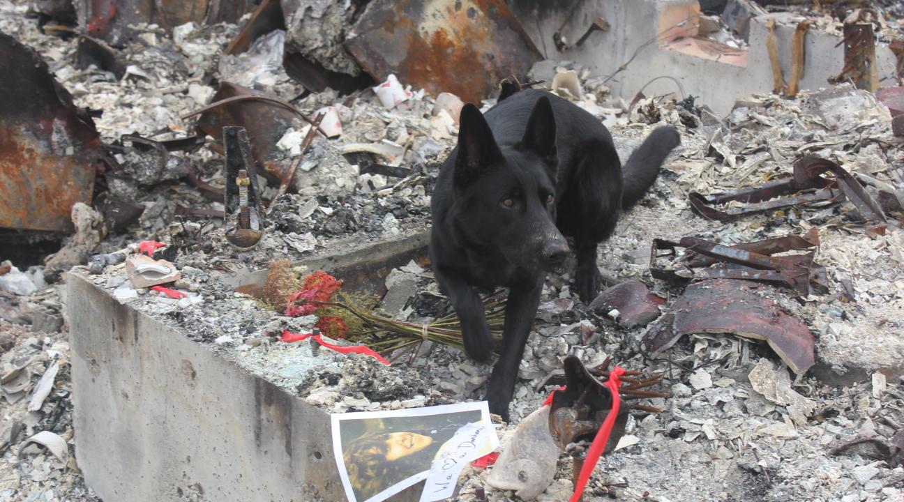 A forensic dog surveys the wreckage for cremains.