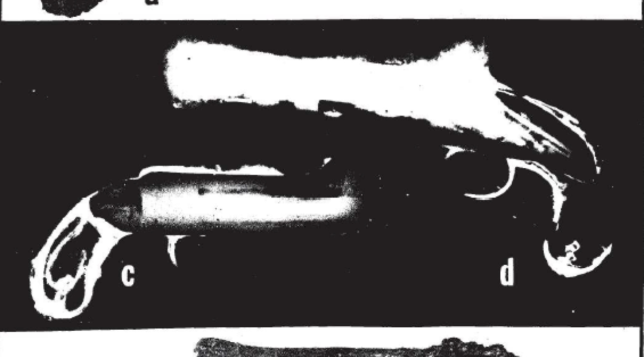 Pistols uncovered during excavations of Golden Eagle Hotel