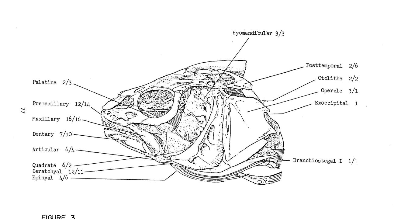 Yellow Croaker skull