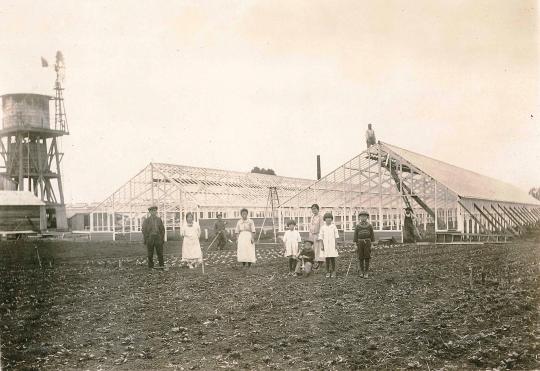 The Nomura Nursery in San Leandro in the 1920s