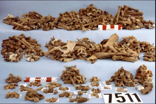 Meat Bones from Railroad Workers