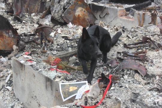 A forensic dog surveys the wreckage for cremains.