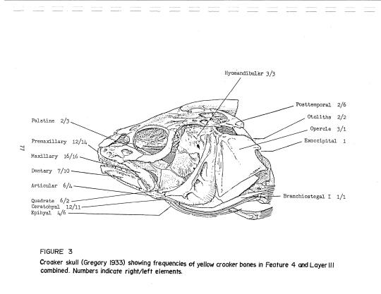 Yellow Croaker skull