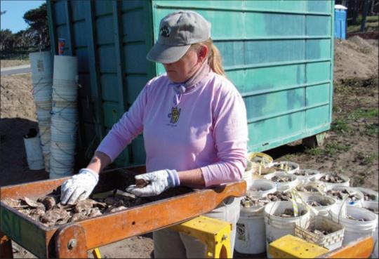 Oyster Sorting