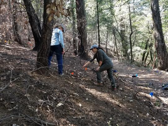 Students Surveying