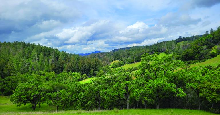 Sonoma County Trees